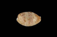 藏品(山貓寶螺)的圖片